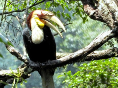 Tiga Spesies Burung Langka Terdeteksi di Kawasan Hutan Gunung Sanggabuana